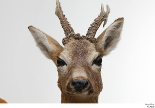 European roe deer head 0002.jpg